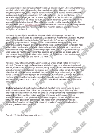 mushaklar anatomiyasi — DOCX