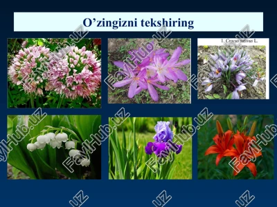 salabdoshlar-orchidaceae oilasi — PPTX
