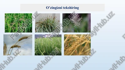bug’doy, javdar, arpa, makkajo’xori, suli, sholi, tariq, qamish, qo’ng’irbosh — PPT