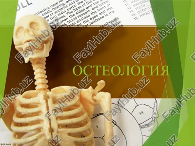 osteologiya — PPTX