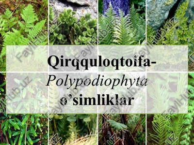 qirqquloqtoifa-polypodiophyta o’simliklar — PPTX