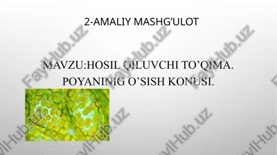 hosil qiluvchi to’qima — PPTX