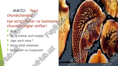 so’rg’ichlilar va tasmasimon chuvalchanglar — PPTX