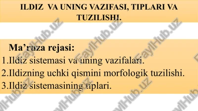 ildizva uning vazifasi, tiplari va tuzilishi — PPTX