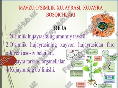 hujayralar tuzilishi — PPT