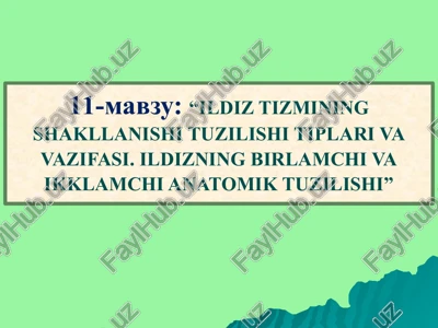 ildiz tizimi — PPT