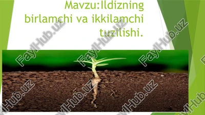 ildizning birlamchi va ikkilamchi tuzilishi — PPTX