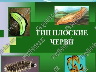 yassi chuvalchanglarning tipik va priklich chuvalchanglar va so'rg'ichlilarsinflari — PPTX