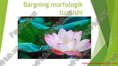 bargning morfologik tuzilishi — PPTX