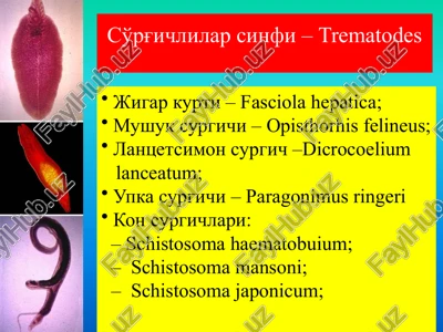so'rg'ichlilar sinfi –trematodes — PPTX