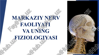 markaziy nerv faoliyati va uning fiziologiyasi — PPTX