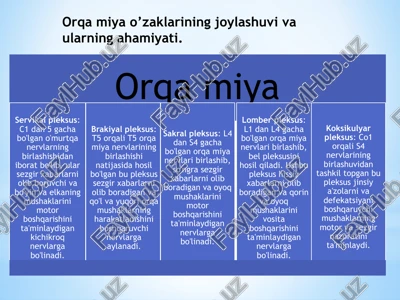 orqa miya o’zaklarining joylashuvi va ularning ahamiyati — PPTX