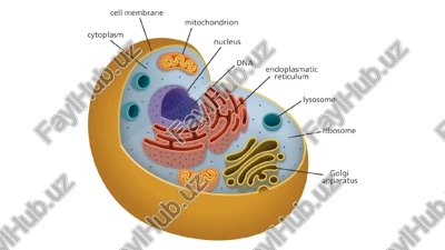 endoplasmic reticulum (er) structure — PPTX