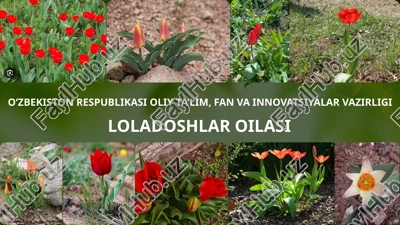 loladoshlar oilasi — PPTX