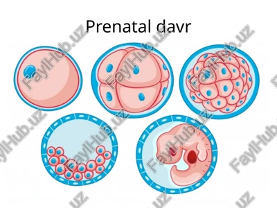 prenataldavr — PPTX