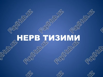 nervtizimi — PPTX