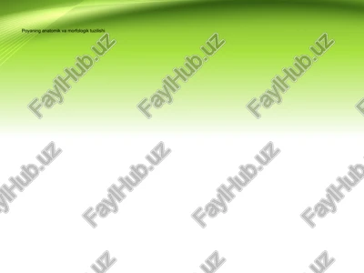 poyaning anatomik va morfologik tuzilishi — PPTX