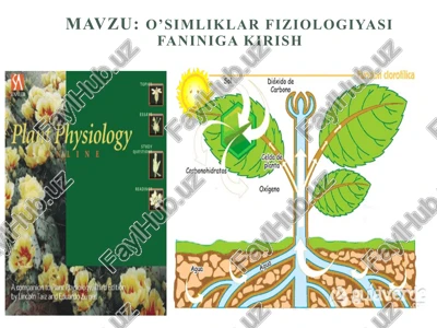 o'simliklar fiziologiyasi — PPTX
