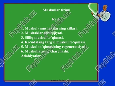 muskullar tizimi — PPT