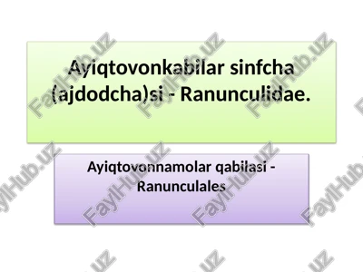 ayiqtovon (ranunculidae) — PPTX