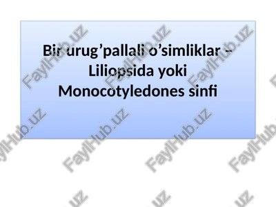 birurug’pallalio’simliklar–liliopsidayoki monocotyledones sinfi — PPTX