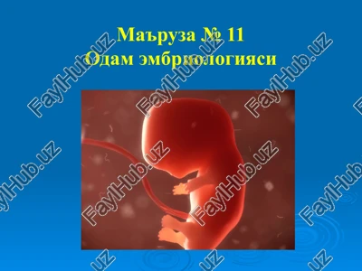 odam embriologiyasi — PPT