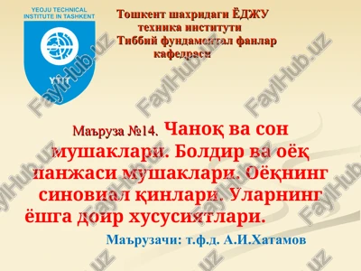 chanoqva son mushaklari — PPT