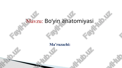 bo‘yin anatomiyasi — PPTX