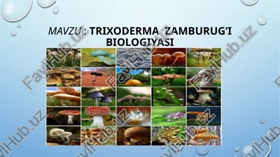 trixoderma zamburug'i biologiyasi — PPTX