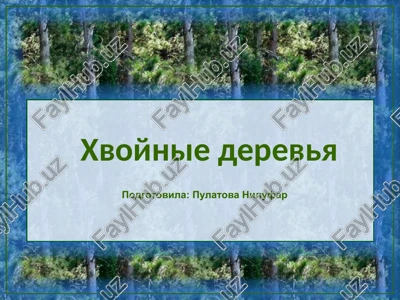 sosna obiknovennaya — PPTX
