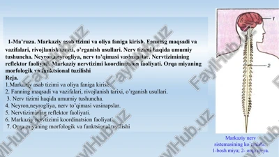 ma'riza. markaziy asab tizimi va oliya faniga kirish — PPTX