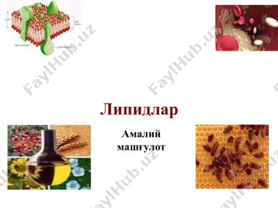 липидлар 3 — PPTX
