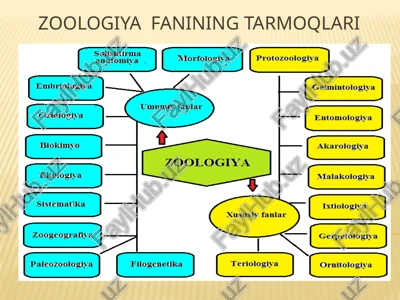 "zoologiyafaniningtarmoqlari" — PPTX