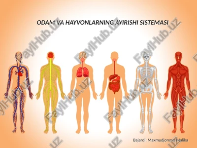 odam va hayvonlarning ayirishi sistemasi — PPTX