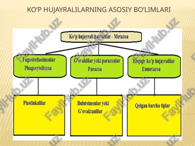 haqiqiy ko’phujayralilarning tasnifi — PPTX