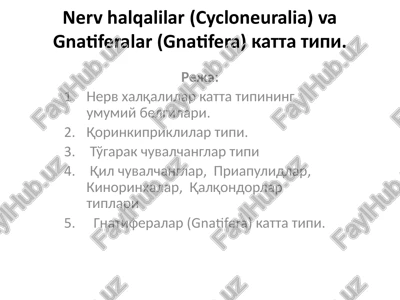nervhalqalilar(cycloneuralia) va gnatiferalar(gnatifera) katta tipi — PPTX