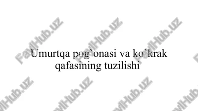 umurtqapog`onasivako`krakqafasining tuzilishi — PPTX