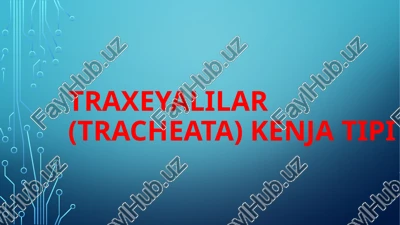 traxeyalilar (tracheata) kenja tipi — PPTX