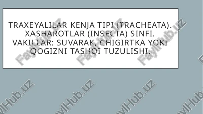 hashorotlar (insecta) — PPTX