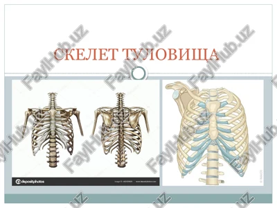 skelet tulovisha — PPTX