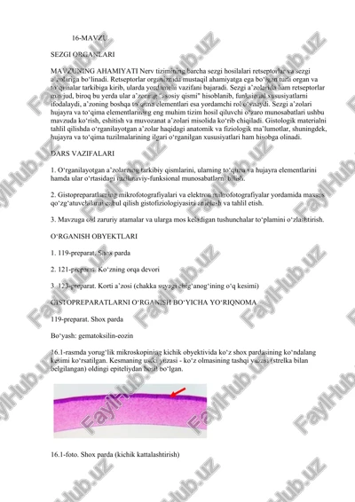 sezgi organlari — DOCX
