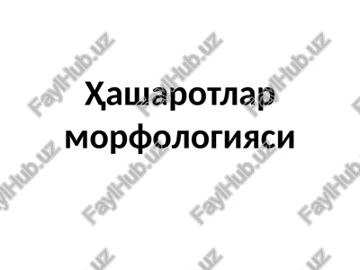 hasharotlarmorfologiyasi — PPTX
