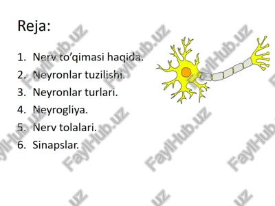nerv to’qimasi haqida — PPT