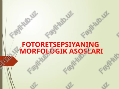 fotoretsepsiyaning morfologik asoslari — PPTX