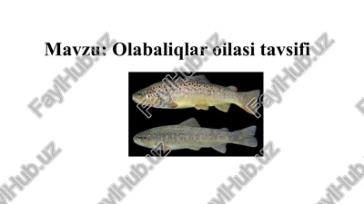 olabaliqlar oilasi tavsifi — PPTX