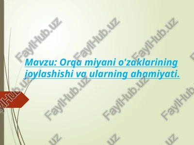 orqa miyani tuzulishi — PPTX