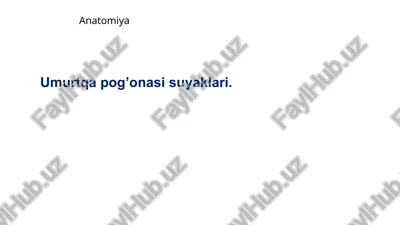 anatomiya umurtqapog’onasi suyaklari — PPTX