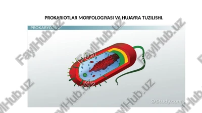 prokariotlar morfologiyasi va hujayra tuzilishi — PPTX