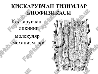 qisqaruvchan tizimlar biofizikasi — PPT