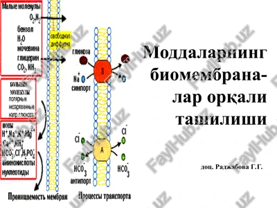 moddalarning biomembranalar orqali tashilishi — PPT